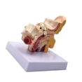 thumbnail image 3 of 1.5X Human Ear Anatomy Model - Professional Desktop Inner Ear Structure Simulation Model for Education,1 x ear model, 3 of 8