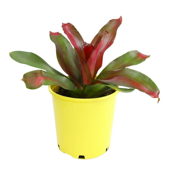 Altman Plants Neoregelia Magali | Bromeliad Houseplant & Perennial | 4qt. Grow Pot; Indirect Light