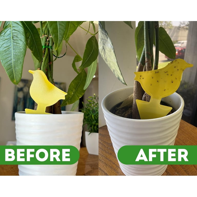 Plant Spray for Insects & Getting Rid of Gnats with 12 Sticky Traps. Fungus Gnat  Killer & Bug Spray for Indoor Plants (16oz, Pet Safe, Non Toxic) -  Walmart.com