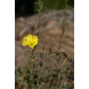 Plant Good Seed Large Flowered / Magic Evening Primrose Seed Packet Perennial Yellow Flower Full Sun