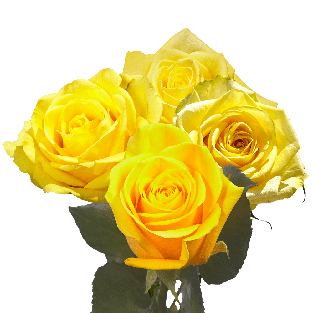 250 Assorted Yellow Roses- Beautiful Fresh Cut Flowers- Express Delivery -  Walmart.com, image size:1000x1000