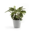 thumbnail image 4 of Ecopots 10" x 10" x 9.5" Round White Grey Plastic Plant Planter, 4 of 4