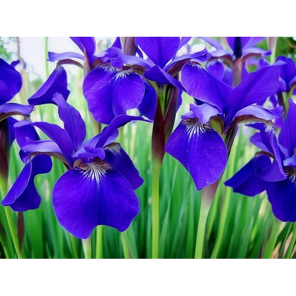 Iris Bulbs Planting