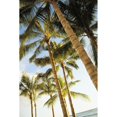 thumbnail image 2 of Hawaii, Oahu, Waikiki, Many Palm Trees Against Blue Sky From Below Poster Print (22 x 34), 2 of 4