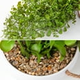 thumbnail image 2 of Artificial Hanging Plants 14 inch Fake Greenery Succulent Potted Plant Ceramic Planter for Home Wall Indoor Outdoor Decor, 2 of 6