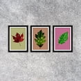 thumbnail image 2 of Designs ByLITA Red Maple Leaf, Oak Leaf, Beech Leaf (3 Pack), 5 x 7 Black Wall Print (Framed) | Home & Office Décor, 2 of 3