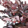 thumbnail image 6 of Expert Gardener Crimson Fire Dwarf Loropetalum (3 Gallon) Flowering Evergreen Shrub with Purple Foliage - Full Sun Live Outdoor Plant, 6 of 8