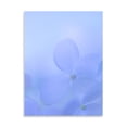 thumbnail image 2 of Gango Home Decor Hydrangea Paniculata I by Kathy Mahan (Printed on Paper); One 18x24in Fine Art Paper Giclee Print, 2 of 4