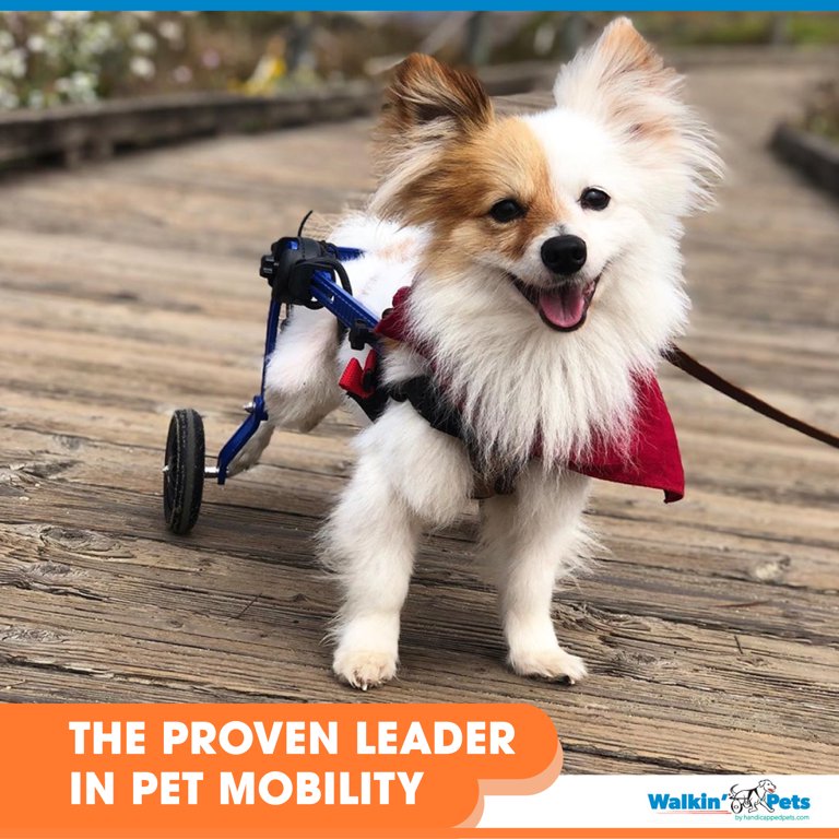 Walkin' Wheels Corgi Wheelchair - for Small Dogs 18-39 lbs - Veterinarian Approved - Wheelchair for Back Legs