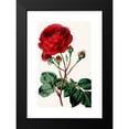thumbnail image 2 of Anonymous 16x24 Black Modern Framed Museum Art Print Titled - Rose (1852-1861), 2 of 5