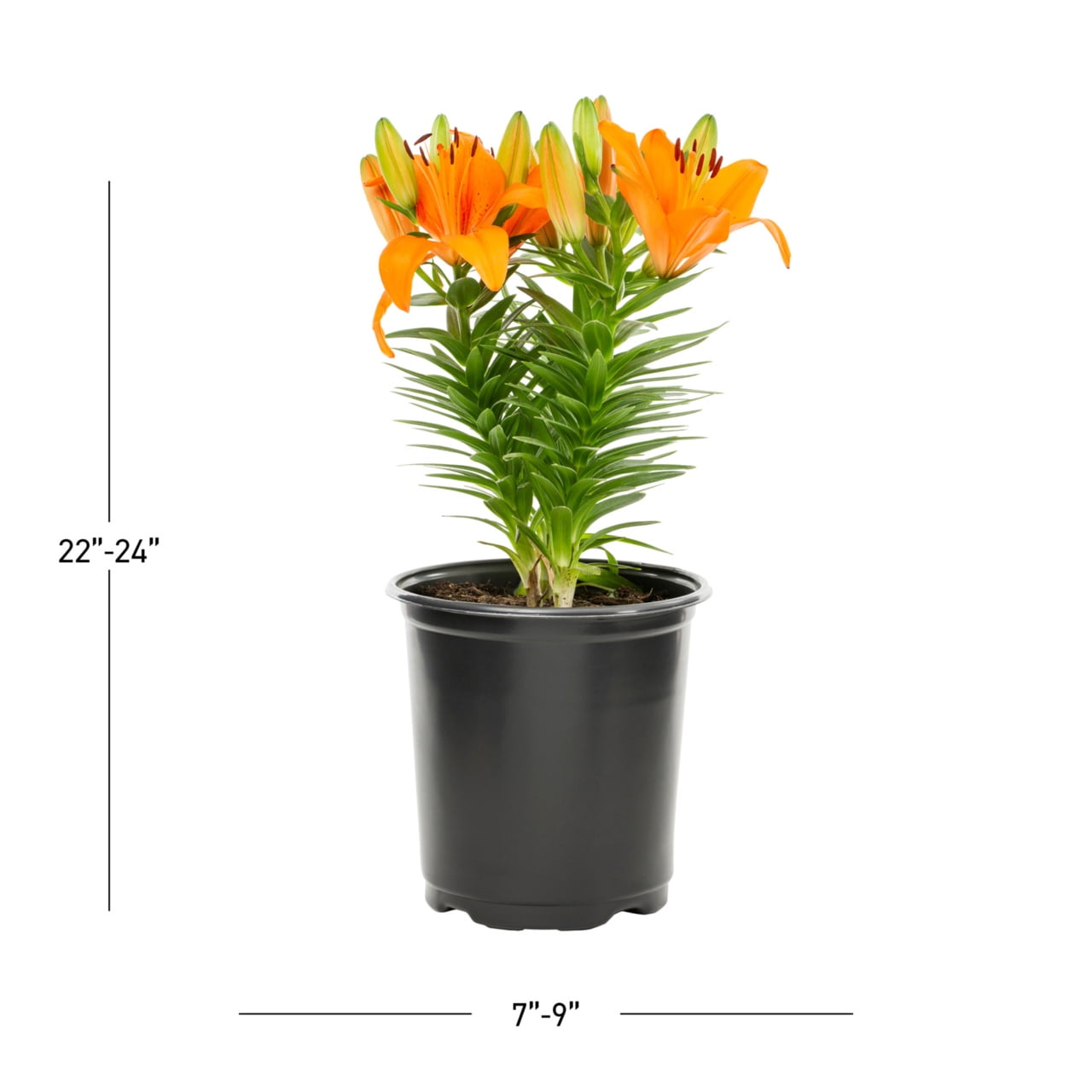 3-PK Expert Gardener 2QT Orange Asiatic Lilies Perennial Plant Sun