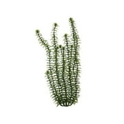 Plantastics Plus Ambulia, 18"