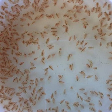 500 Live Daphnia Magna (Popular Water Fleas) by Aqua L'amour