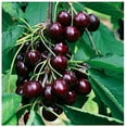 thumbnail image 3 of Bonsai Black Cherry Tree Seeds - 20 Seeds - Grow a Fruit Bearing Bonsai Tre, 3 of 3