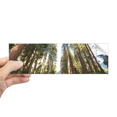 thumbnail image 1 of Autocollant Rectangulaire Pare-Chocs Nature Forêt Verte pour Fenêtre, 1 of 1
