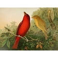 thumbnail image 3 of Gustav Mützel 18x14 Black Modern Framed Museum Art Print Titled - The North American Vogelwelt Pl20 (1891), 3 of 5