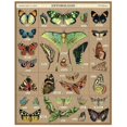 thumbnail image 2 of Puzzle Cavallini & Co. Entomología: 1000 piezas, 2 of 2
