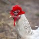 thumbnail image 3 of Sombreros de pollo Gallinas Pequeños y divertidos accesorios de pollo Correa elástica ajustable Sombrero de plumas de moda Gallo Loro Aves de corral Elegante Disfraz de espectáculo, 3 of 4