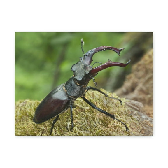 Beetle Hunting Beetle on Hunt Print Animal Wall Art Wildlife Canvas Prints Wall Art Ready to Hang Unframed