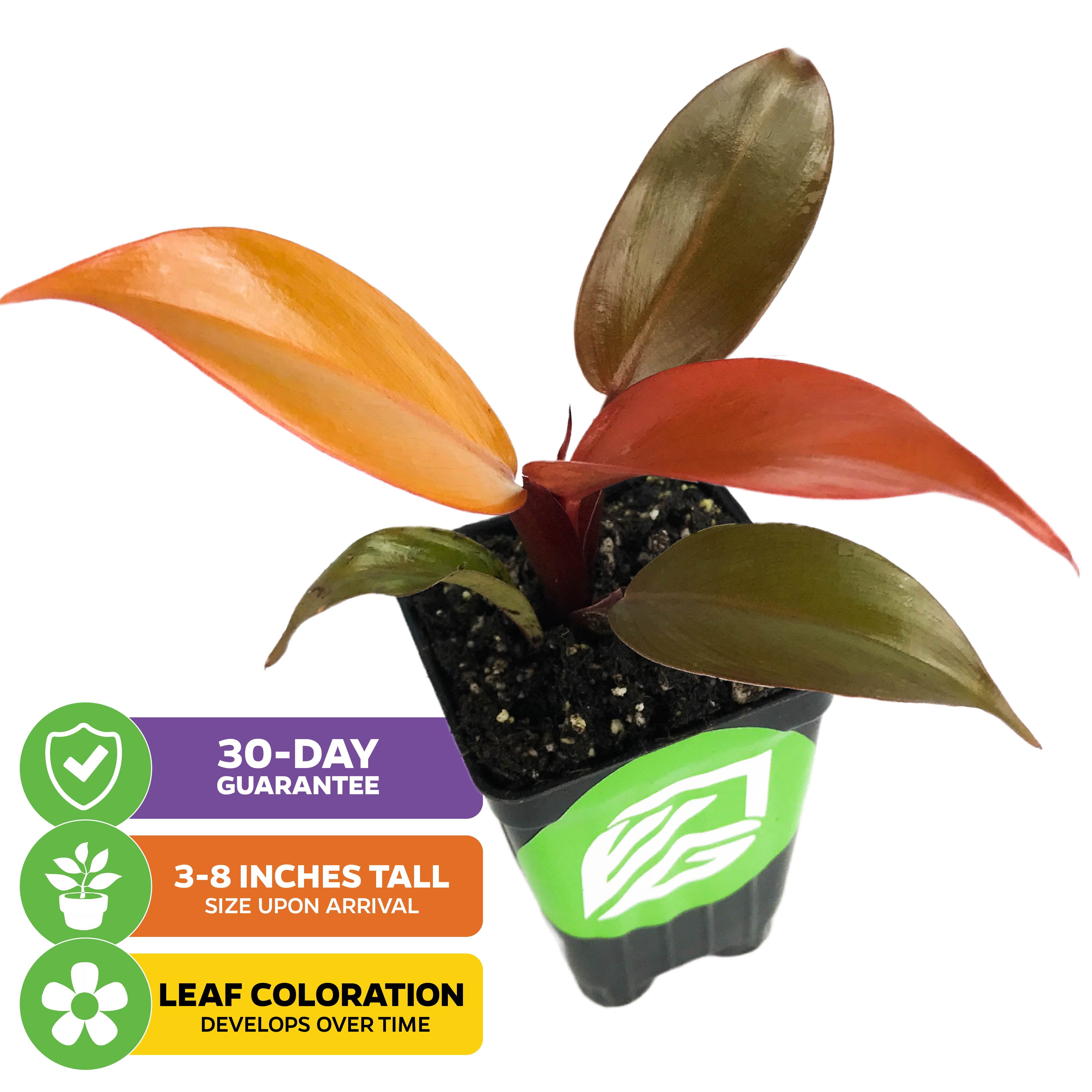(2-Pack) Philodendron Prince of Orange - Philodendron by Wellspring Gardens - Vibrant, Easy Care Indoor - Outdoor Plant with Dynamic Color - Changing Foliage - Plant Enthusiast - Garden Plants