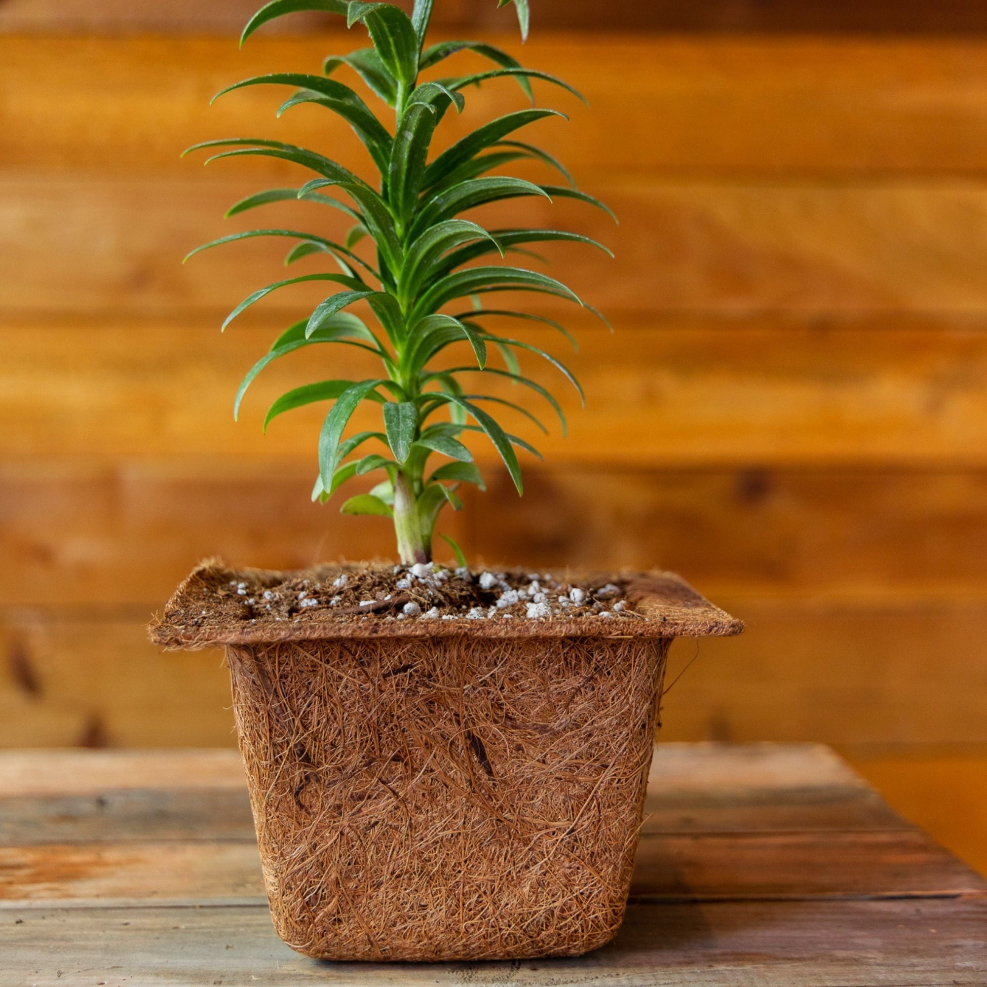 Coconut Fiber Plant Seedling Pots Square 4 Pack 7 In. Rim x 4 In