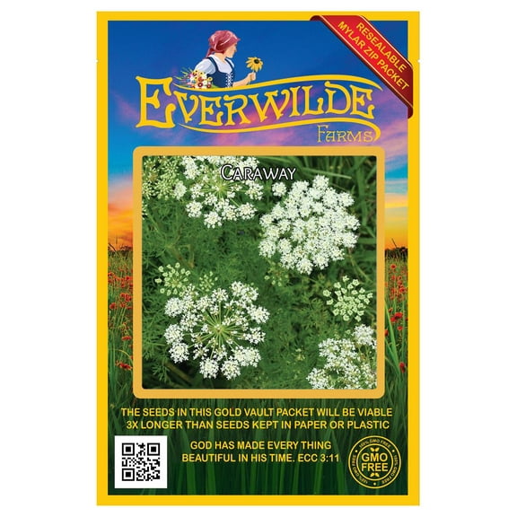 Everwilde Farms - 1000 Caraway Herb Seeds - Gold Vault Jumbo Bulk Seed Packet