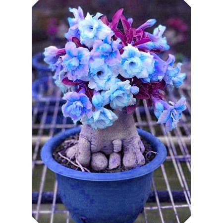 Desert Rose,Drought Tolerant,Indoor or Outdoor(Desert Rose for Planting) Continuously, Desert Rose For Sale