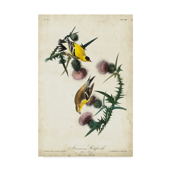 Trademark Fine Art 'Yellow American Goldfinch' Canvas Art by John James Audubon