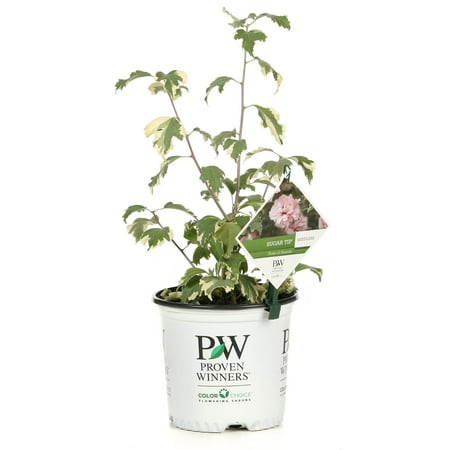 UPC 738793117901 product image for Proven Winners Sugar Tip Rose of Sharon Hibiscus Live Shrub | upcitemdb.com