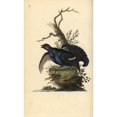 thumbnail image 2 of Black Grouse, Tetrao Tetrix Poster Print By ® Florilegius Mary Evans (18 X 24), 2 of 4