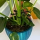 thumbnail image 4 of Clip de Fijación de 12 Piezas para Marco de Soporte de Escalada, Marco Plegable con Flores, 4 of 7