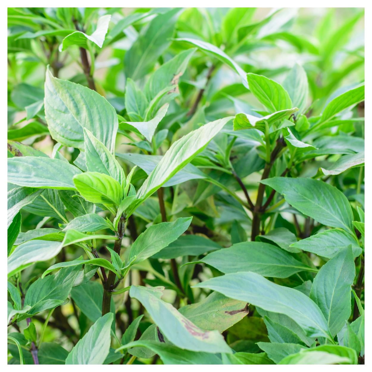 Everwilde Farms - 1 lb Thai Basil Herb Seeds - Gold Vault Bulk Seed Packet