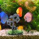 thumbnail image 4 of VERDANVERSE Piedra Decorativa Para De Peces Estilo Artificial Con Árbol Y Musgo, 4 of 8