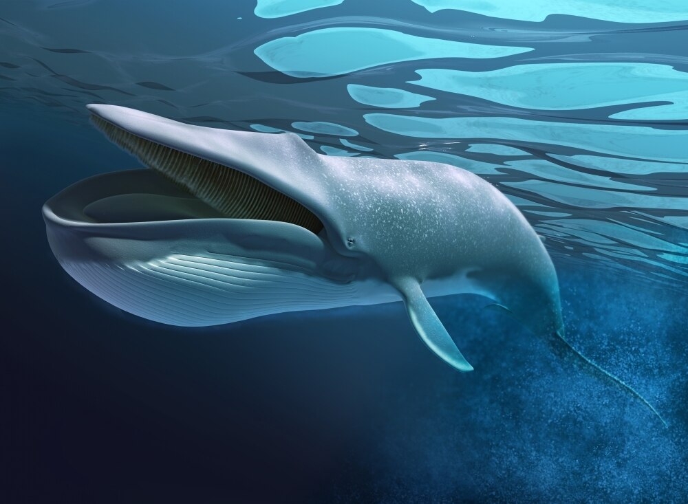 Blue whale swimming underwater with bubbles trail and caustics on water