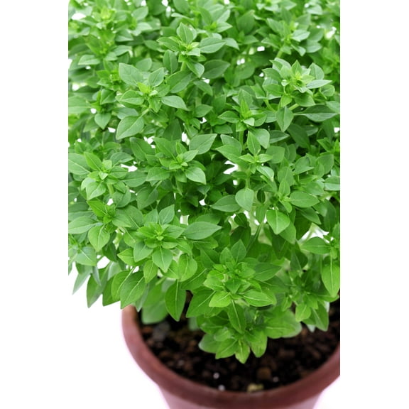500 DWARF GREEK BASIL Ocimum Basilicum Fragrant Spicy Small Bright Green Leaf Herb Seeds