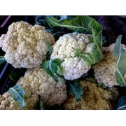 The Plant Good Seed Snowball Cauliflower Seeds - 150 Seeds - Vegetables - Light Needs Included