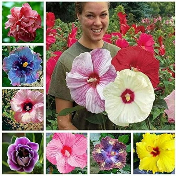 Mixed Hibiscus Flower Seeds for Planting - Perennial Non-GMO Heirloom - Easy to Grow & Maintain (100 Seeds)