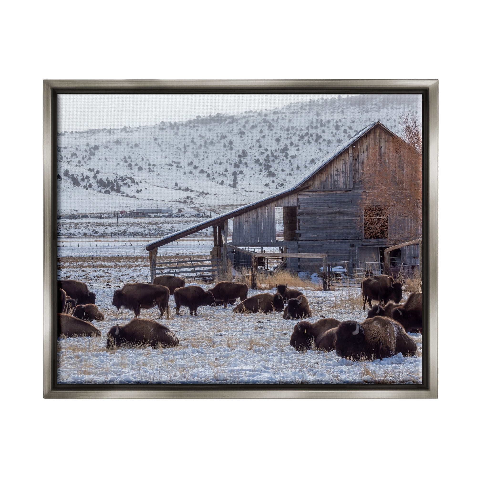 Stupell Industries Grazing Rural Bison Snowy Farmland Barn Scenery Photograph Luster Gray Floating Framed Canvas Print Wall Art, Design by Jeff Poe Photography