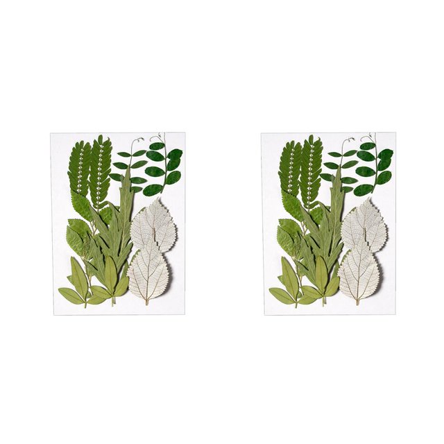 Bearachild Plantas en relieve de hojas secas naturales Hojas prensadas Adorno de belleza Postal decorativa para el hogar Presenta Hoja verde 6 hoja verde 6 2Conjunto