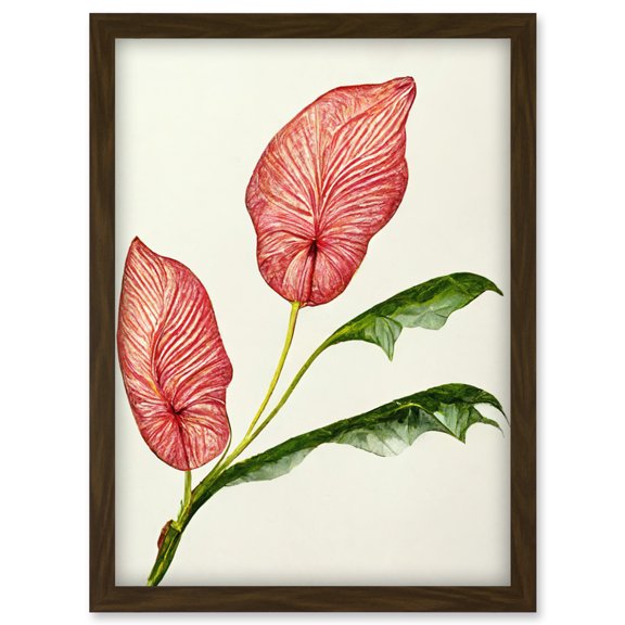 Pink Laceleaf Tropical Leaf Anthurium Botanical Artwork Framed Wall Art Print A4