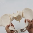 thumbnail image 2 of 1:1 Female Pelvis Model,Life Size Female Pelvic Skeleton Model, Anatomy Model for Science Education, 2 of 5