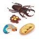 thumbnail image 1 of Bewildely 1 Juego de modelo de gusano de pala, Material plástico Premium, figuritas de insectos significativas, modelos de crecimiento educativo temprano Juguetes Educativos Iongicornio NO1 Bewildely FN010083-00, 1 of 6