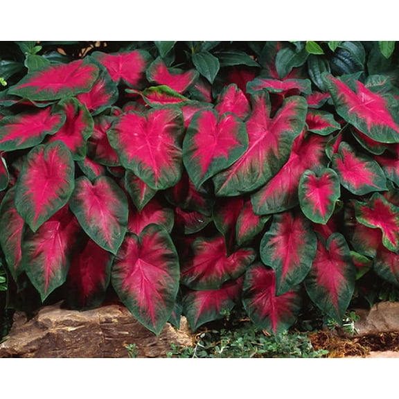 Caladium Fancy Frieda Hemple 3 Bulbs - Flame Red/Green