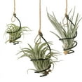 thumbnail image 4 of LEXSOMEO 24pcs Air Plant Holders Sturdy Air Plants Rack Hangers Plants Hanging Hooks Aluminum Air Plant Displaying Hooks Air Plant Holders, 4 of 5