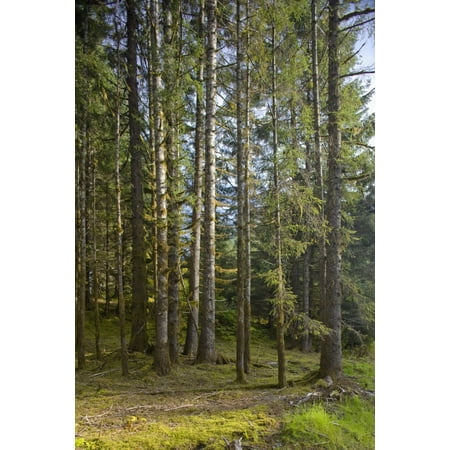 Wg Tree - Spruce Tree Forest In Autumn Kodiak Island Southwest Alaska Canvas Art - Kevin Smith Design Pics (24 x 38)