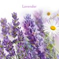 thumbnail image 2 of Ambientador Air Wick Sticks Ups de lavanda y manzanilla, 2 unidades, 2 of 3