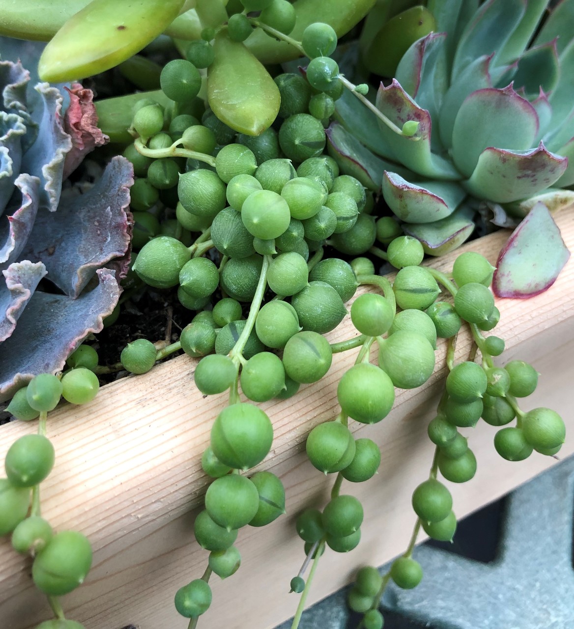 SenecioStringOfPearls 3.5" Pot (Succulent/Annual)