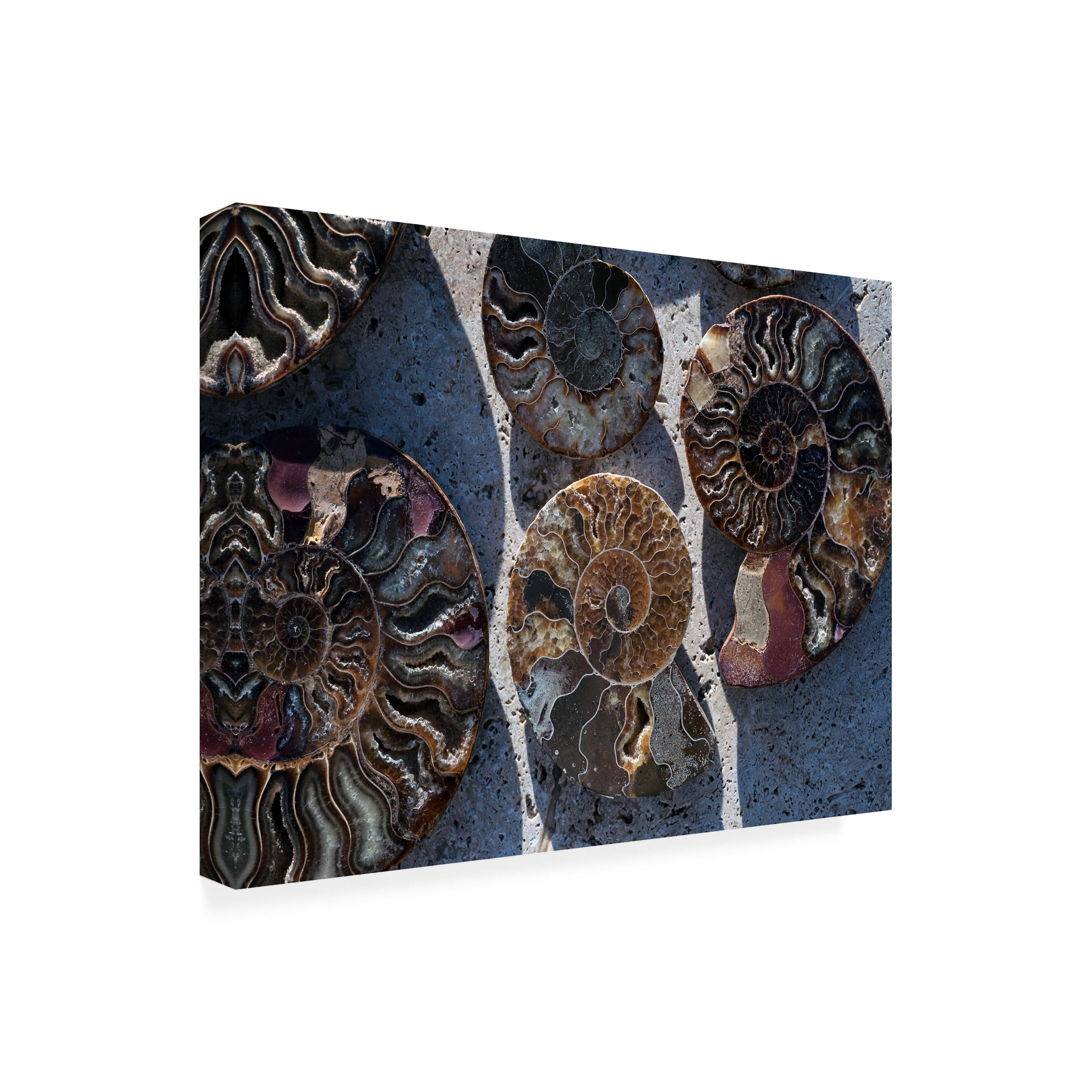Elena Ray 'Gifts Of The Shore XV' Canvas Art
