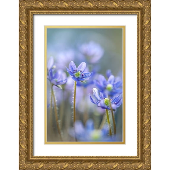 Parker, Jacky 11x14 Gold Ornate Wood Framed with Double Matting Museum Art Print Titled - Hepatica