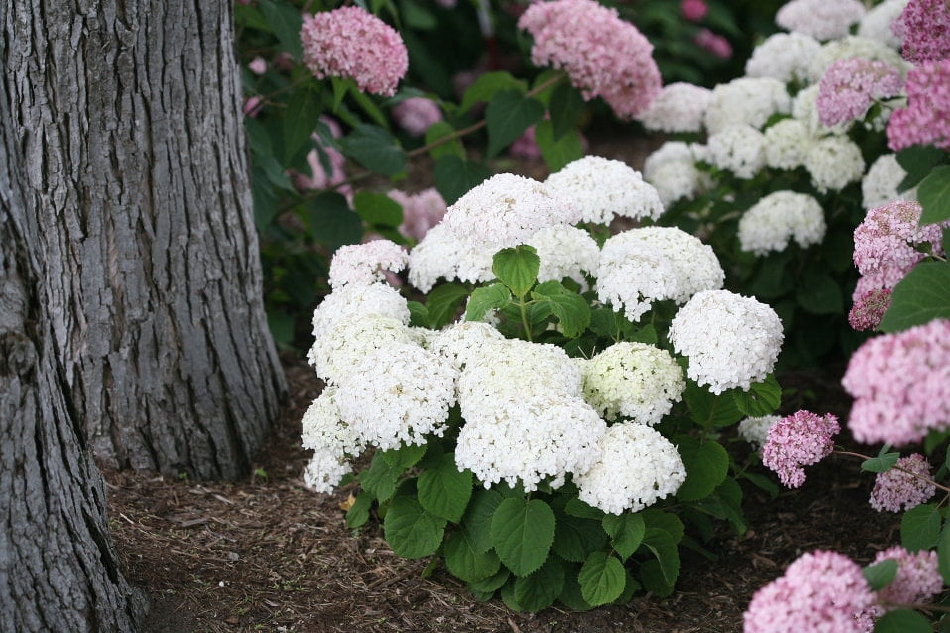 Annabelle Smooth Hydrangea - Live Plant ( 1 QT )